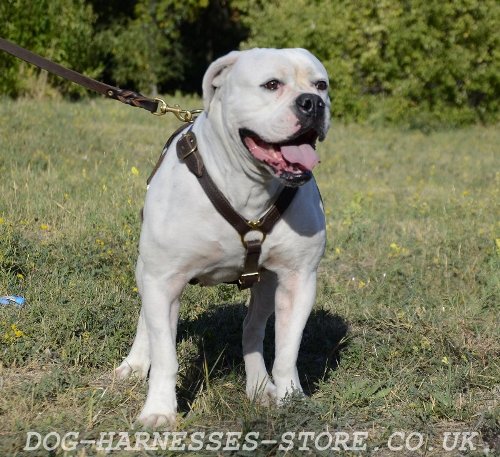 American Bulldog Harness UK