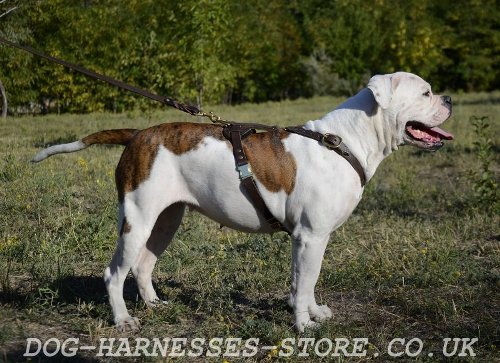 American Bulldog Leather Harness UK