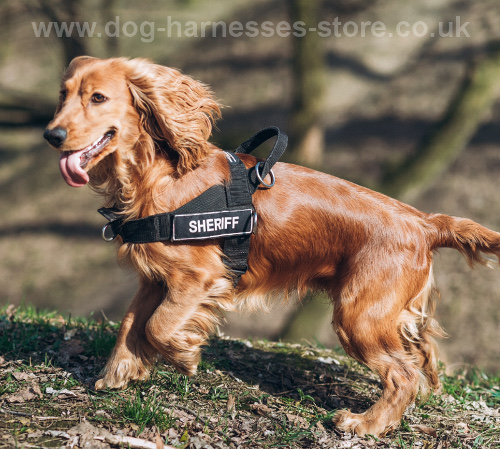 Spaniel Harness UK