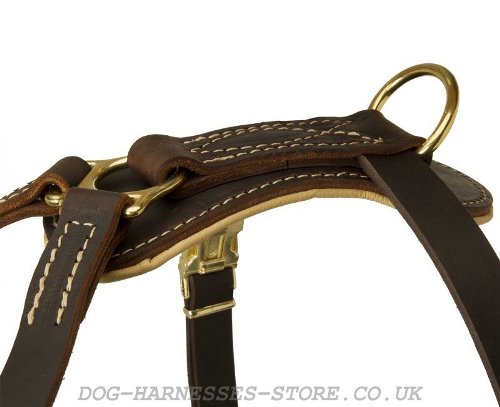 Luxury Dog Harnesses UK