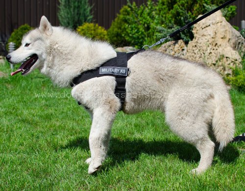 Dog Riding Harness