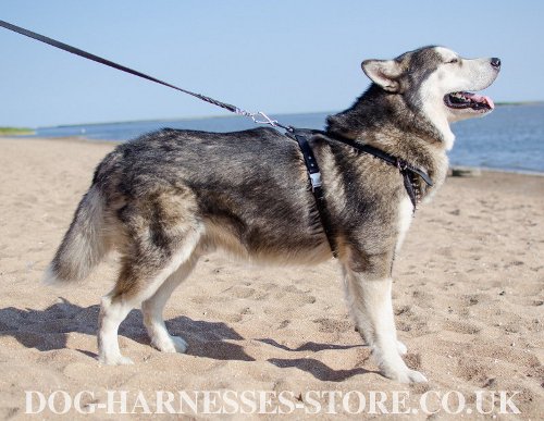 Malamute Harness UK