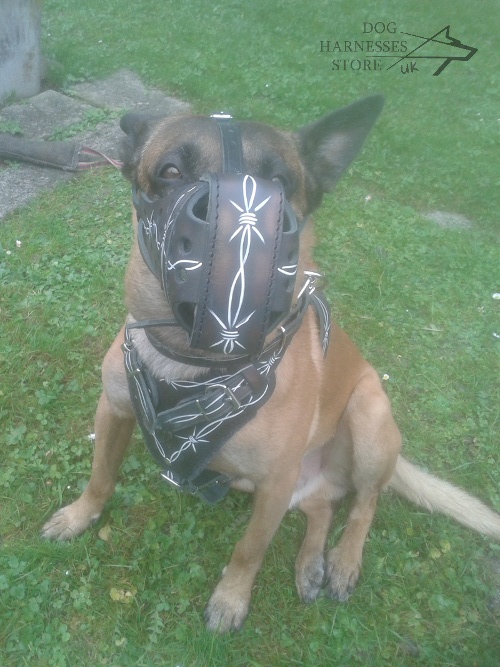 Painted Dog Muzzle
