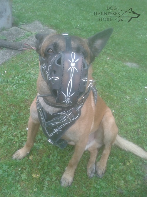 Malinois Harness