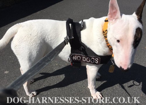 Miniature Bull Terrier Harness