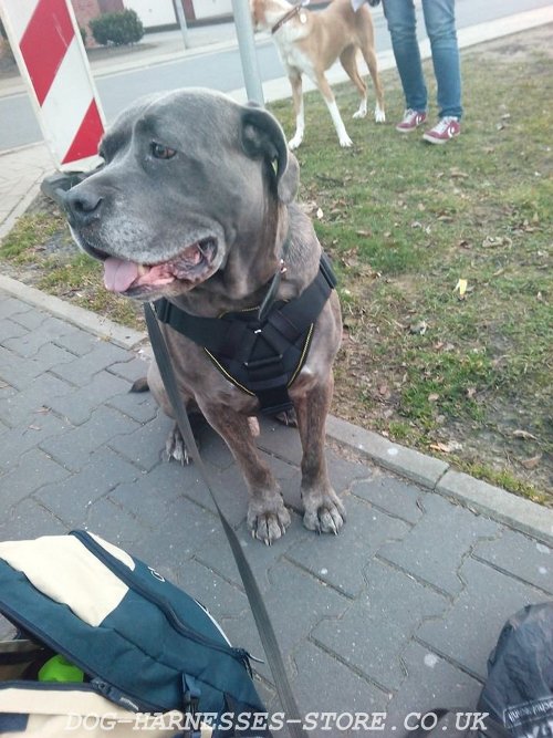 Neapolitan Mastiff Dog Harness