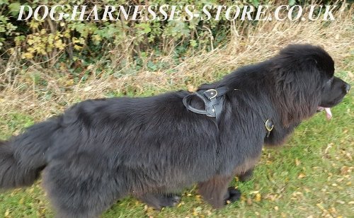 Newfoundland Harness