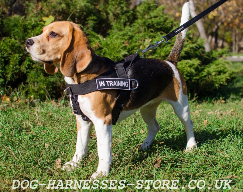 harness for beagle puppy