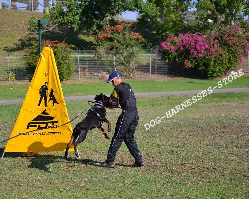 Padded Doberman Harness for IGP