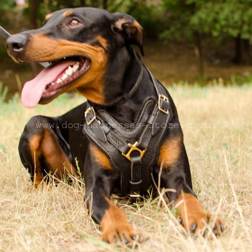 Padded Doberman Harness UK