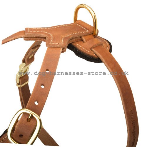 Padded Dog Harness UK