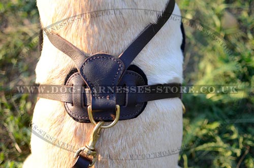 Padded Dog Harness