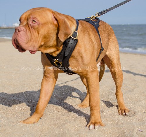 Padded Dog Harness for Dogue de Bordeaux UK
