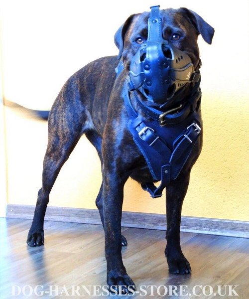 Padded Harness for Large Dogs