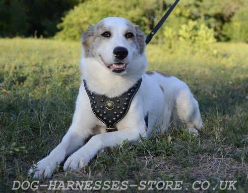 Padded Leather Dog Harness UK