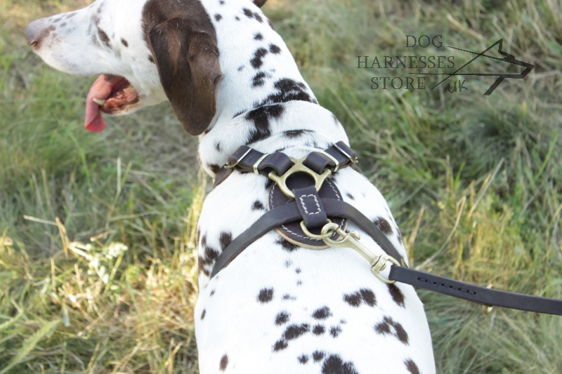 Dalmatian Harness Padded Dog Harness £45.90