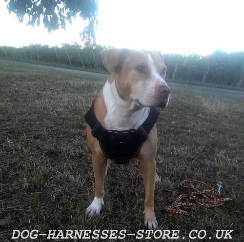 Pitbull Dog Harness