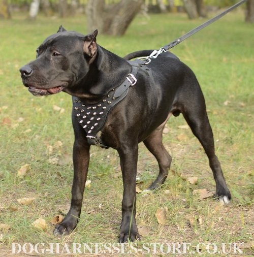 Pitbull Harness UK