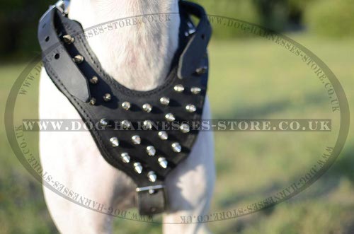 Pointer Dog Harness