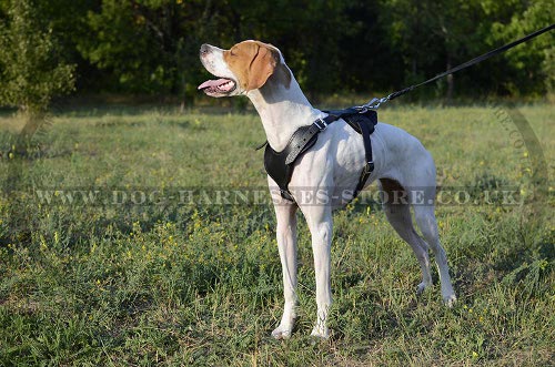 Pointer Dog Harness