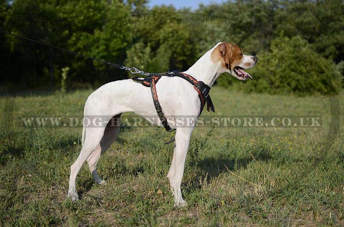 Pointer Dog Harness Flame-Coloured