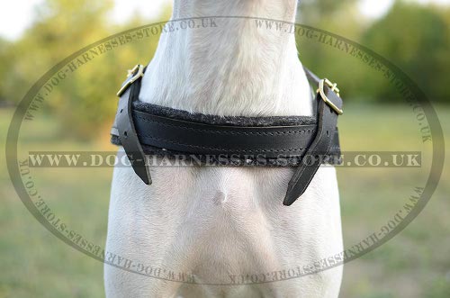 Pointer Dog Harness