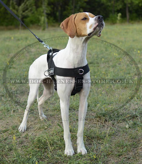 Pointer Dog Harness