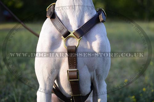 Pointer Dog Harness