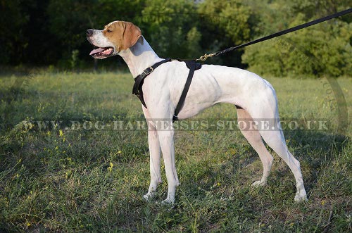 Pointer Dog Harness