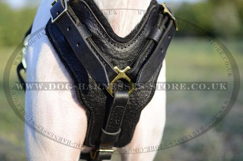 Pointer Dog Harness