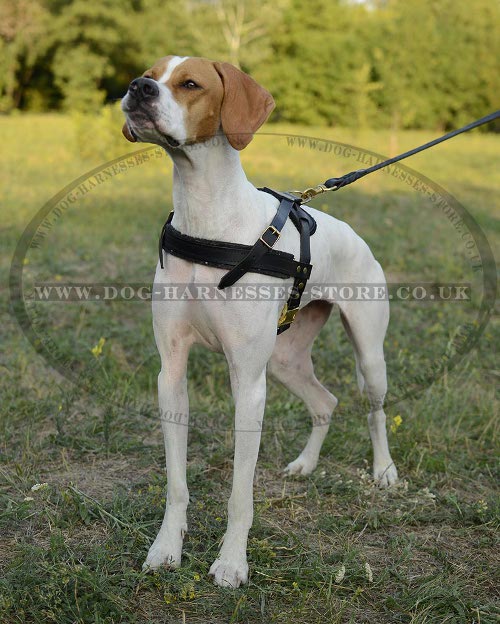 Pointer Harness