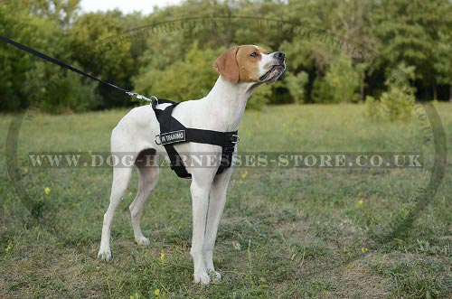 Best Canicross Harness