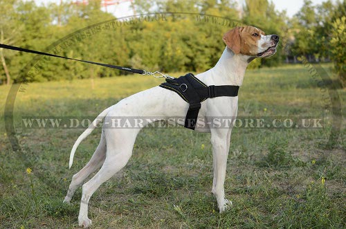 Nylon Dog Harness UK