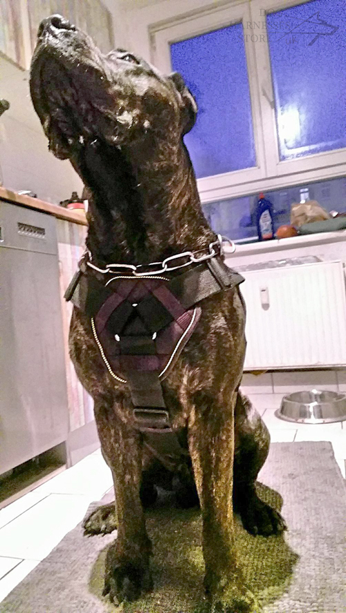 Harness for Presa Canario