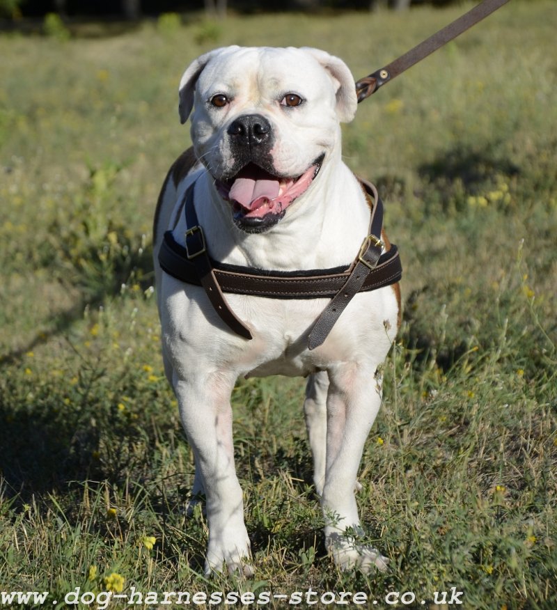 Leather Harness for American Bulldog Pulling 2015 £50.50