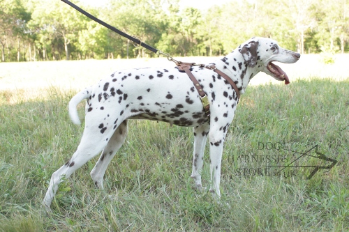 Dalmatian Harness