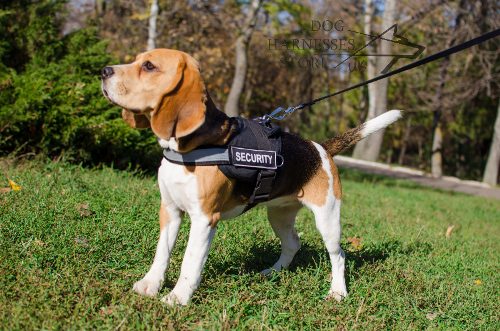 Reflective Dog Harness UK