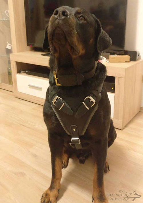 Rottweiler Dog Harness UK