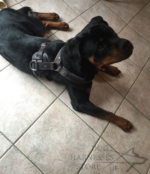 Rottweiler Leather Harness UK