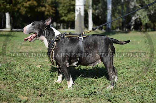 Leather Harness for Bull Terrier