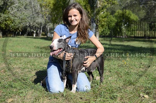 Dog Harness for Bull Terrier