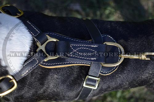 Best Harness for English Bull Terrier