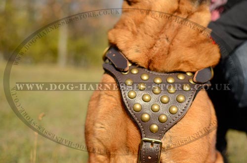 Shar-Pei Dog Harness