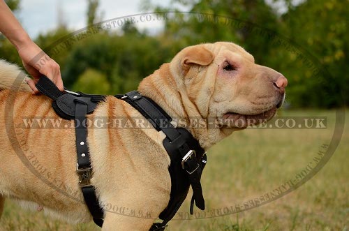 Shar-Pei Dog Harness UK