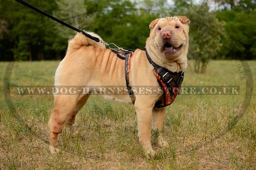 Shar-Pei Dog Harness UK