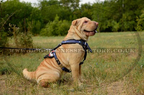 Shar-Pei Dog Harness UK