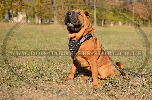 Shar-Pei Dog Harness UK