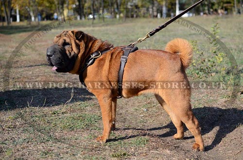 Shar-Pei Dog Harness UK