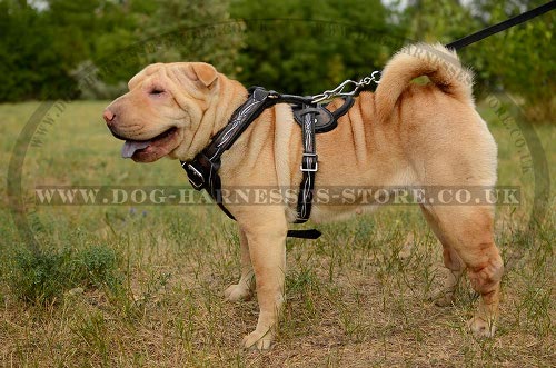 Shar-Pei Harness Buy UK