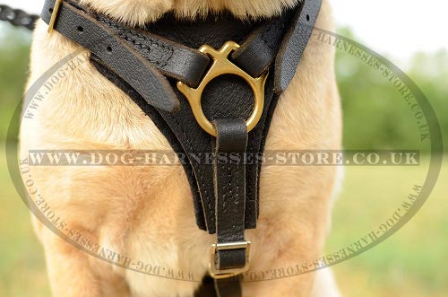 Shar Pei Harness UK